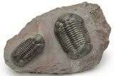 Pair Of Struveaspis Trilobites - Jorf, Morocco #233138-1